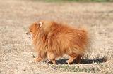 SPITZ ALLEMAND 499